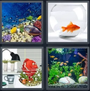 8-letters-answer-aquarium