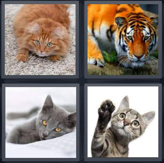 3-letters-answer-cat