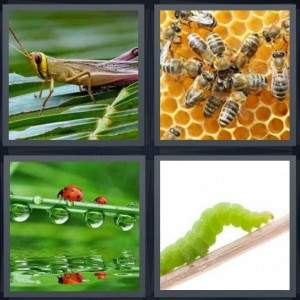 7-letters-answer-insect