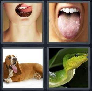 7-letters-answer-tongue