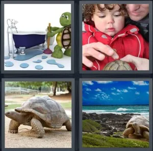 8-letters-answer-tortoise